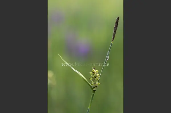 Fokus-Natur Bild