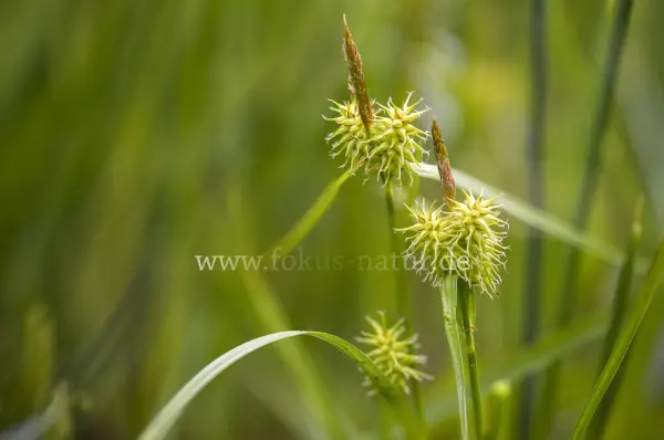 Fokus-Natur Bild