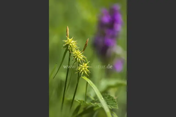 Fokus-Natur Bild