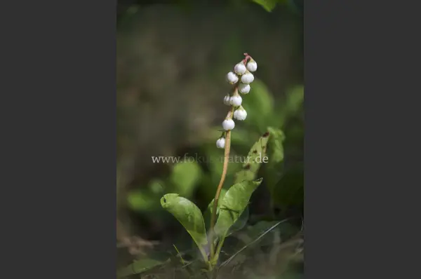 Fokus-Natur Bild
