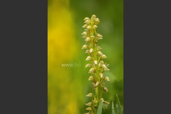 Fokus-Natur Bild