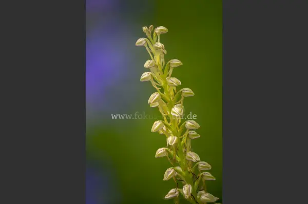 Fokus-Natur Bild
