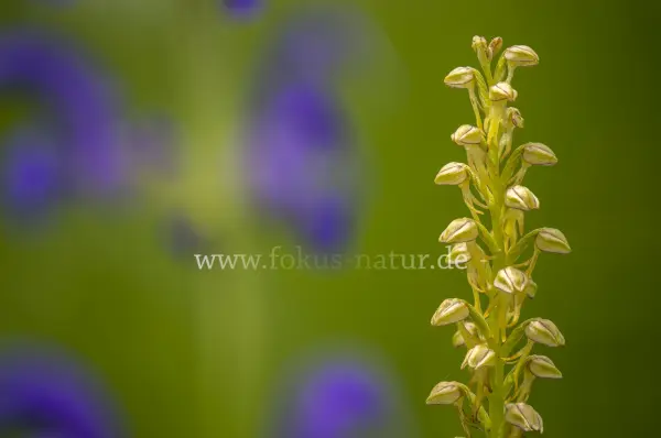 Fokus-Natur Bild
