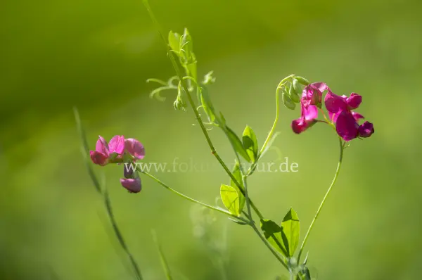 Fokus-Natur Bild