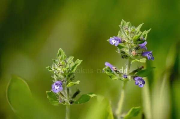 Fokus-Natur Bild