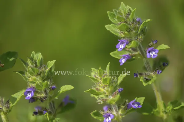 Fokus-Natur Bild