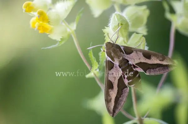 Fokus-Natur Bild