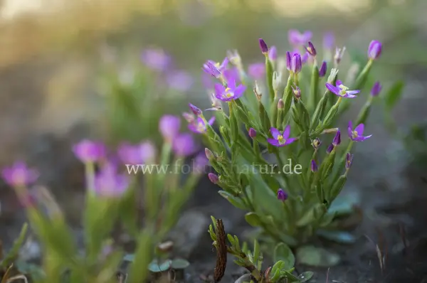 Fokus-Natur Bild