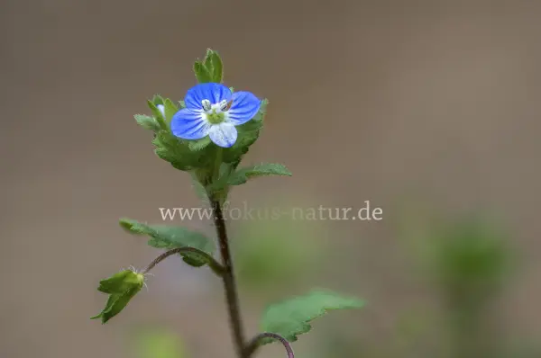 Fokus-Natur Bild