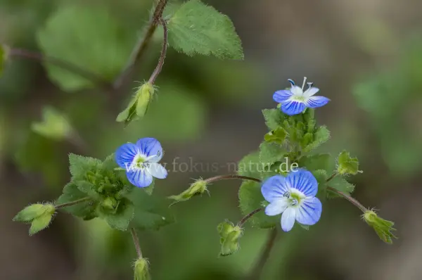 Fokus-Natur Bild
