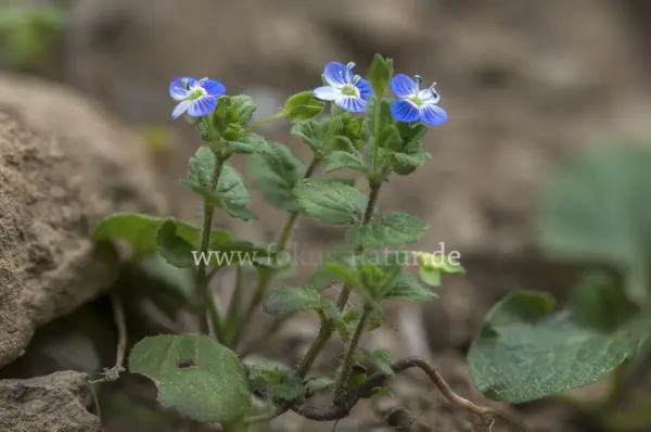 Fokus-Natur Bild