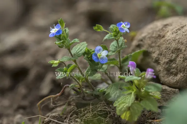 Fokus-Natur Bild