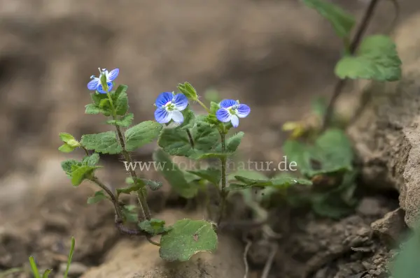 Fokus-Natur Bild