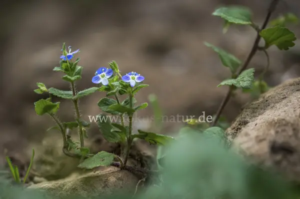 Fokus-Natur Bild