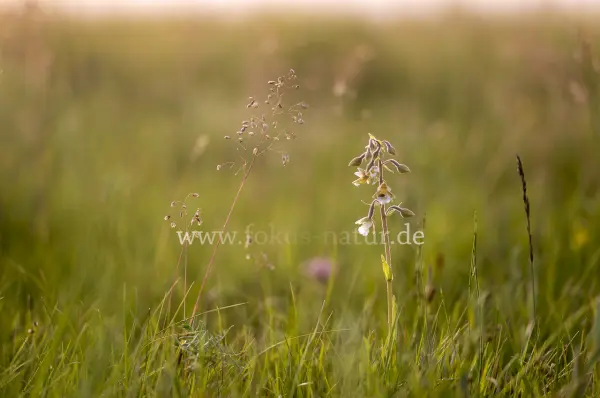 Fokus-Natur Bild