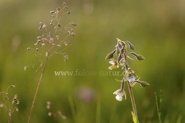 Fokus-Natur Bild