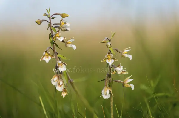 Fokus-Natur Bild