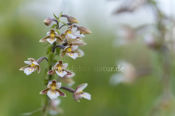 Fokus-Natur Bild