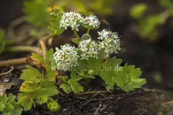 Fokus-Natur Bild