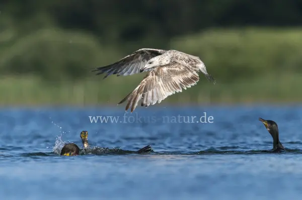 Fokus-Natur Bild