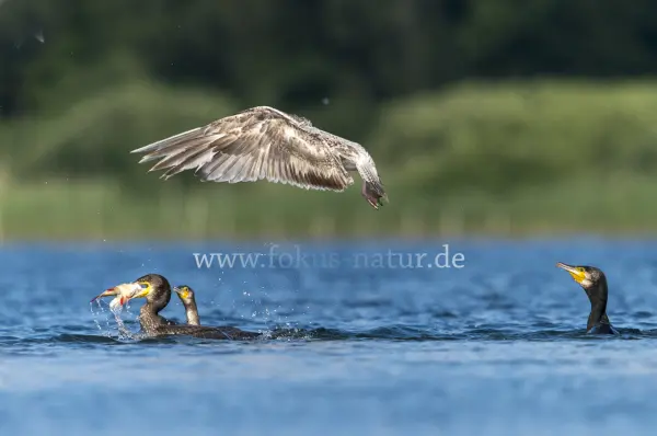 Fokus-Natur Bild