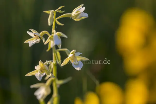 Fokus-Natur Bild