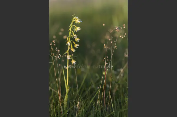 Fokus-Natur Bild