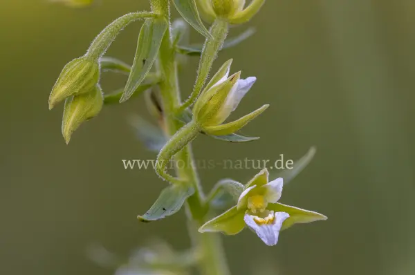 Fokus-Natur Bild
