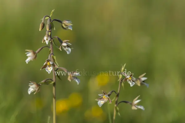 Fokus-Natur Bild