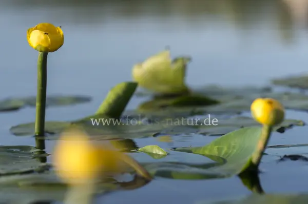 Fokus-Natur Bild