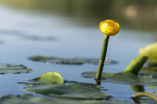 Fokus-Natur Bild