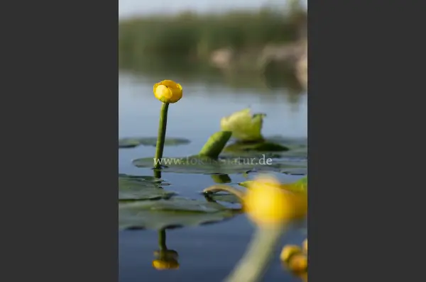 Fokus-Natur Bild
