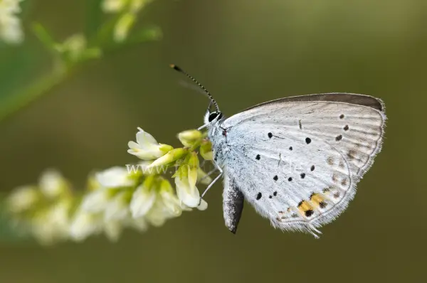 Fokus-Natur Bild
