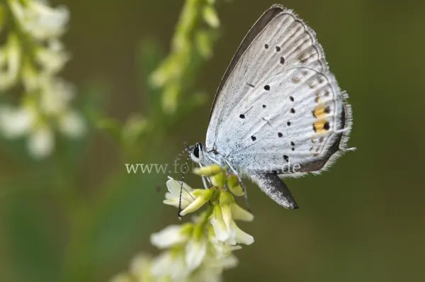 Fokus-Natur Bild