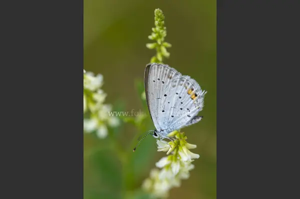 Fokus-Natur Bild