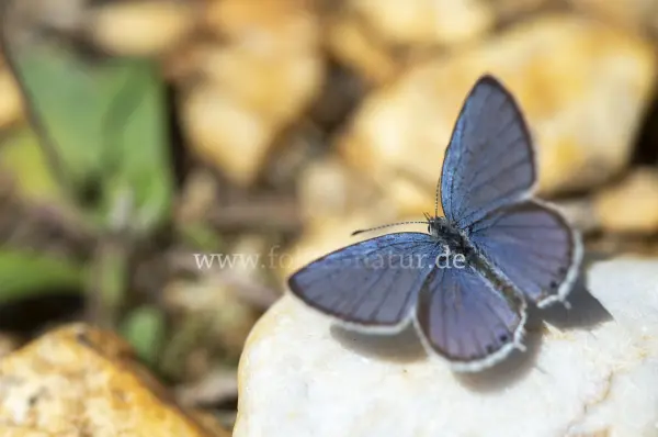 Fokus-Natur Bild