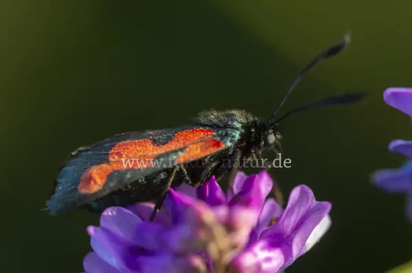 Fokus-Natur Bild
