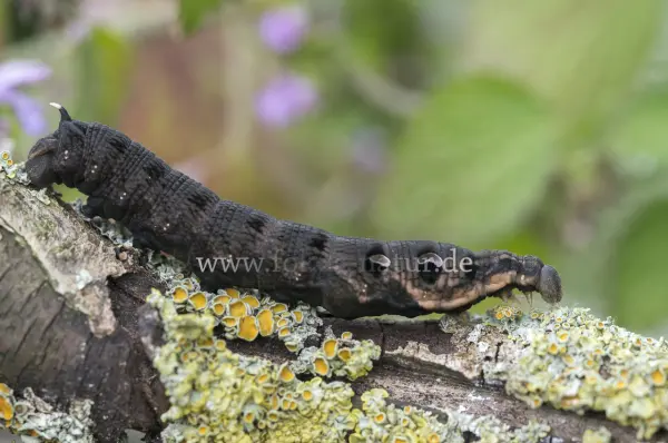Fokus-Natur Bild