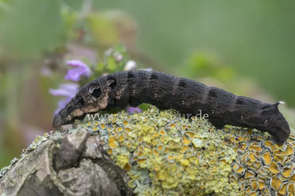 Fokus-Natur Bild