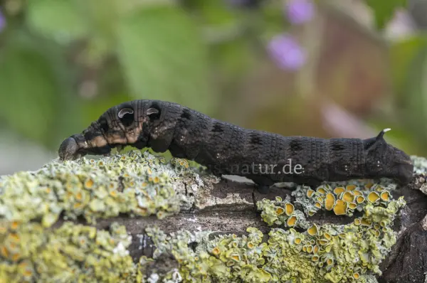 Fokus-Natur Bild