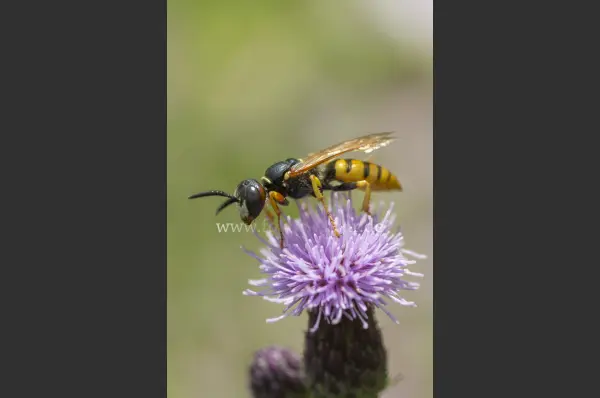 Fokus-Natur Bild