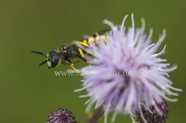 Fokus-Natur Bild