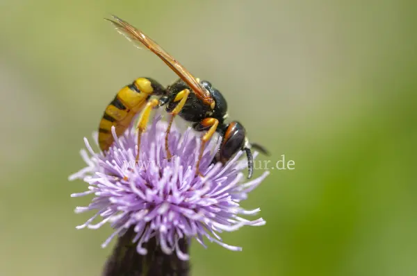 Fokus-Natur Bild