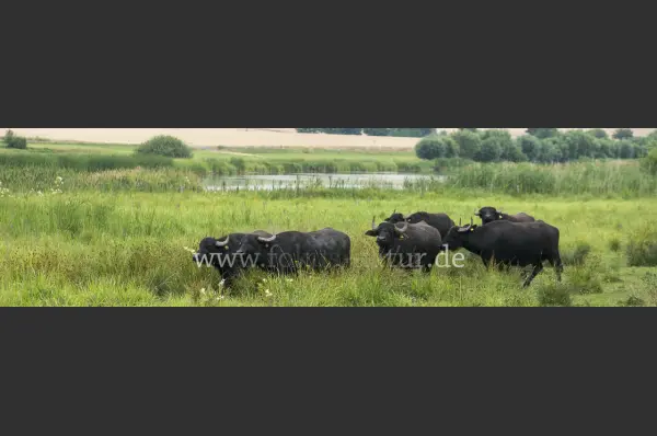 Fokus-Natur Bild