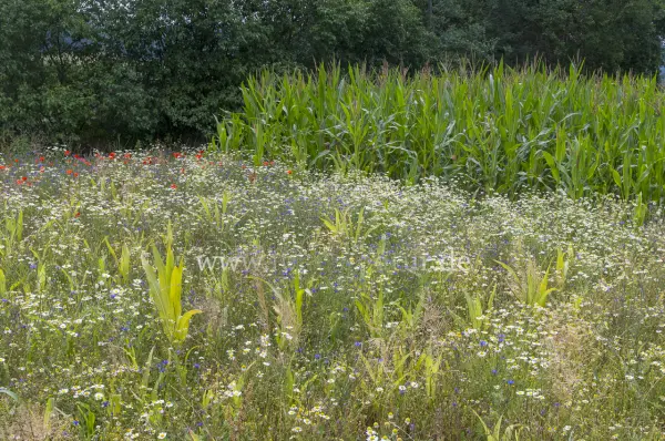 Fokus-Natur Bild