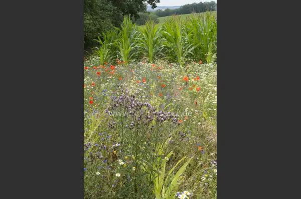 Fokus-Natur Bild