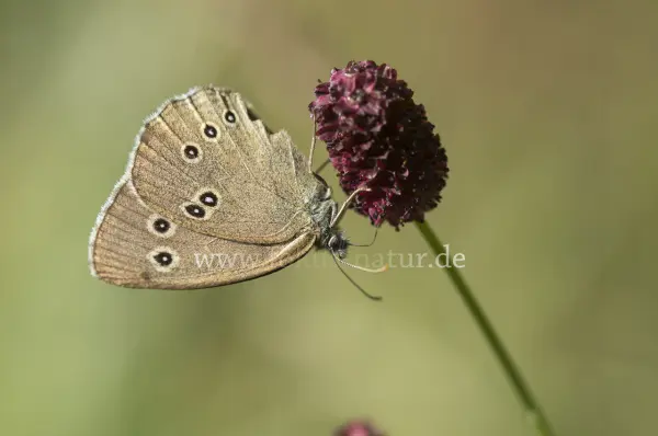 Fokus-Natur Bild