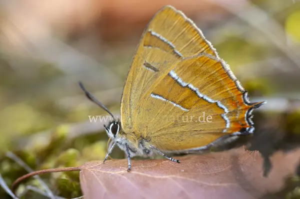 Fokus-Natur Bild
