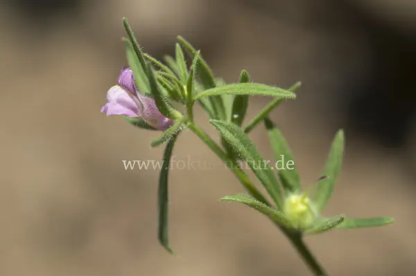 Fokus-Natur Bild