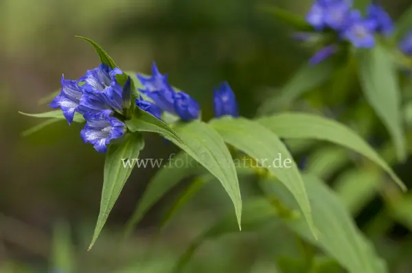 Fokus-Natur Bild